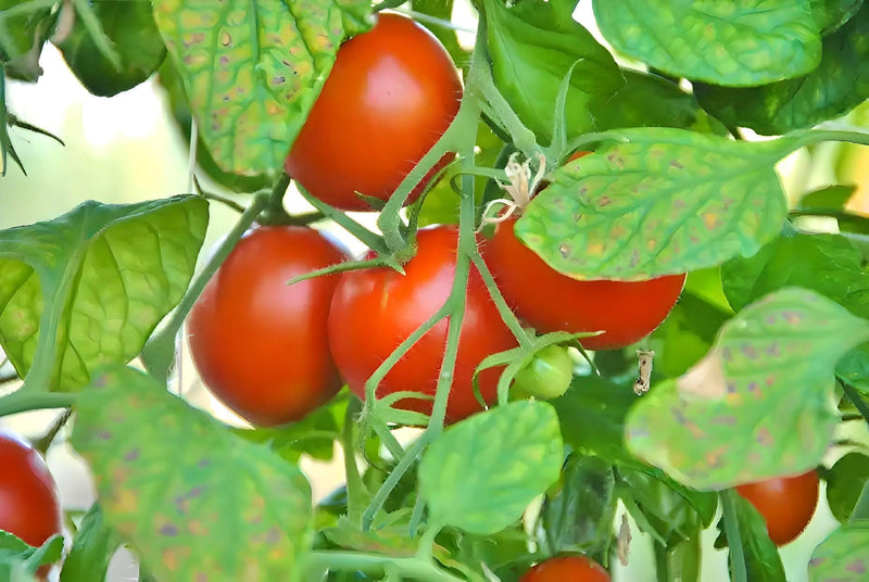 Polar Beauty Tomato