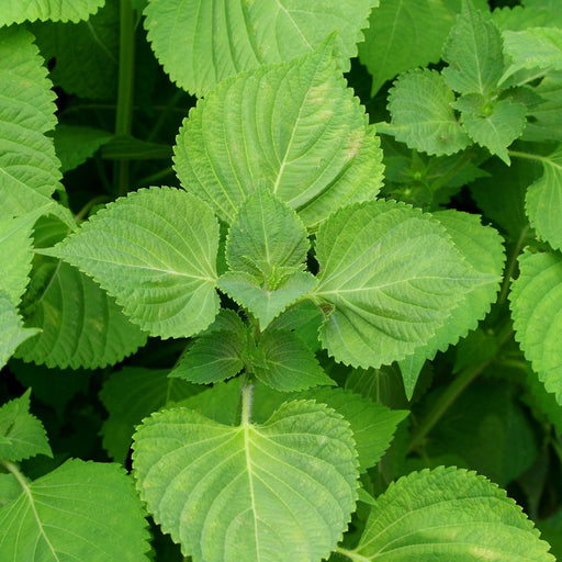 Green Shiso Seeds - Heirloom Perilla Herb for Culinary & Medicinal Use