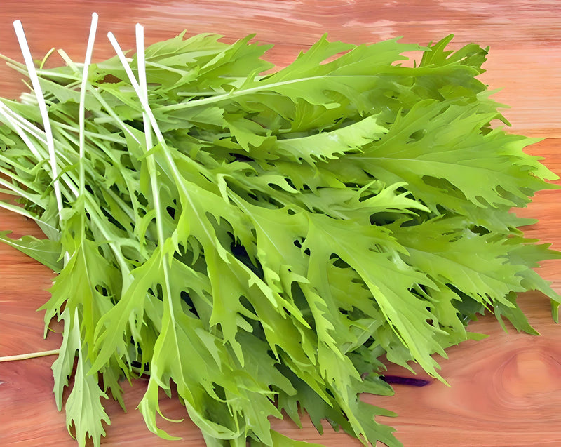 Mizuna Mustard Greens - Heirloom Mustard Seeds | Fast Growing, Heat Tolerant Greens