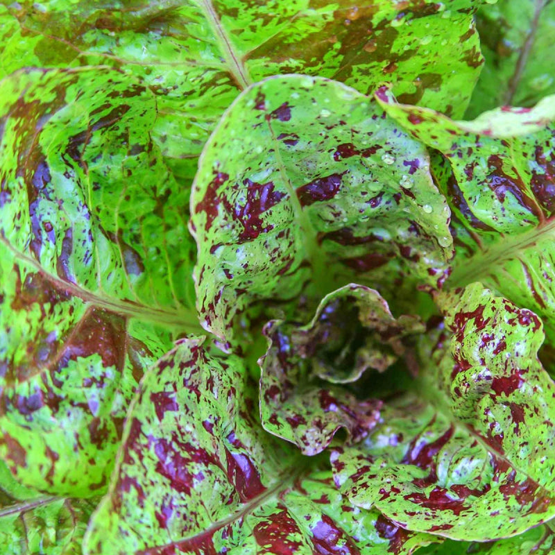 Freckles Romaine Lettuce - Heirloom Non GMO Vegetable Seeds | Crisp Salad Greens