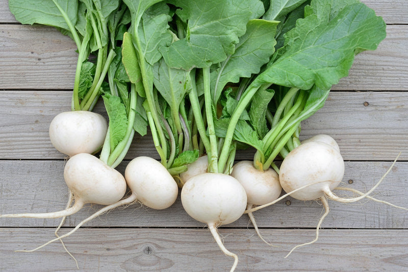 White Hailstone Radish - Heirloom Radish Seeds with Crisp White Roots, Non GMO
