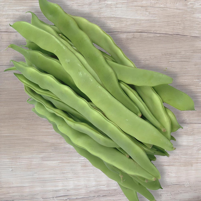 Early Bountiful Bush Bean Seeds – High Yielding, Disease Resistant Heirloom Beans