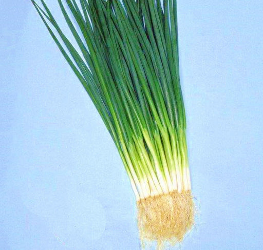 Kyoto Kujo Negi - Heirloom Japanese Green Onion Seeds | Mild Flavored Bunching Onions