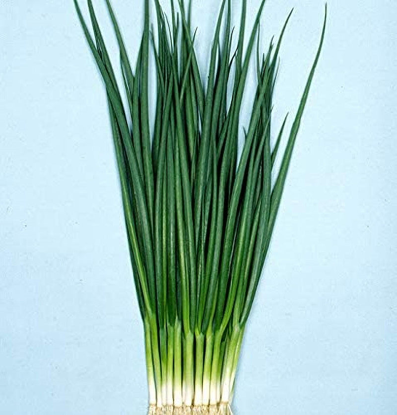 Kyoto Kujo Negi - Heirloom Japanese Green Onion Seeds | Mild Flavored Bunching Onions