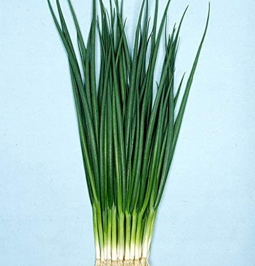 Kyoto Kujo Negi - Heirloom Japanese Green Onion Seeds | Mild Flavored Bunching Onions