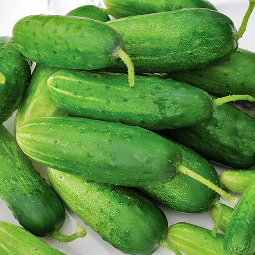 Double Yield Cucumber - Heirloom Pickling Seeds | Juicy Crisp, High Yield Variety