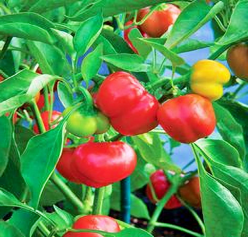 Red Cheese Pepper | Heirloom Sweet Pepper Seeds - Easy to Grow, Non GMO