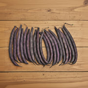 Royal Burgundy Bush Beans - Heirloom Purple Pod Beans | USA Grown Seeds