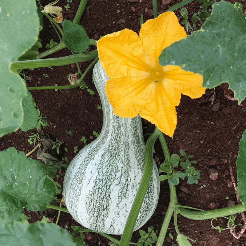 Cushaw Green Stripe Winter Squash Seeds – Heirloom Baking Squash, Curved Neck
