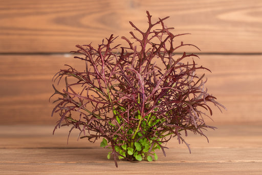 Mizuna Red Leaf - Heirloom Mustard Seeds for Spicy Salad Greens & Microgreens