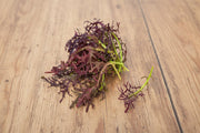 Mizuna Red Leaf - Heirloom Mustard Seeds for Spicy Salad Greens & Microgreens
