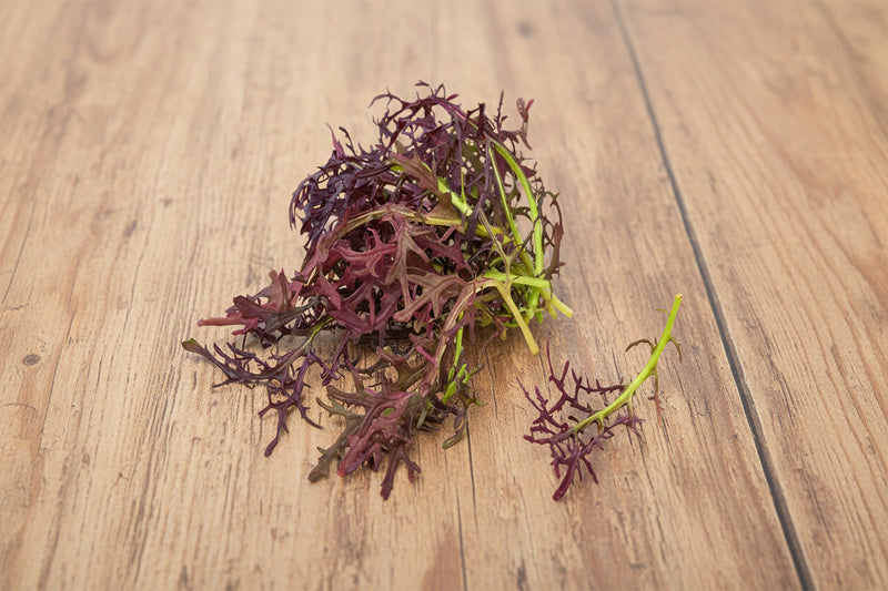 Mizuna Red Leaf - Heirloom Mustard Seeds for Spicy Salad Greens & Microgreens