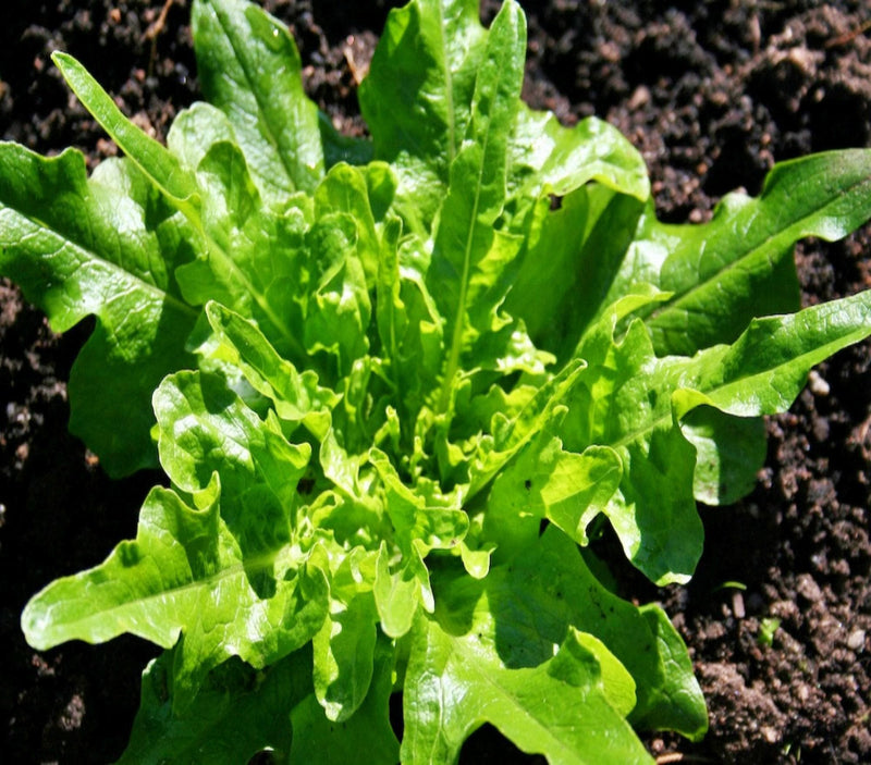 Royal Oakleaf Lettuce - Heirloom Oak Leaf Lettuce Seeds | Heat Resistant, Crisp Tender Leaves