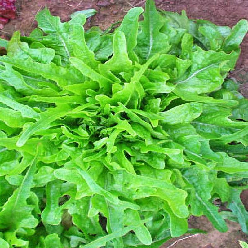 Royal Oakleaf Lettuce - Heirloom Oak Leaf Lettuce Seeds | Heat Resistant, Crisp Tender Leaves
