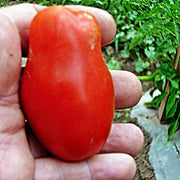 San Marzano Tomato Seeds - Heirloom Paste Variety | Thick Flesh, Sweet Flavor
