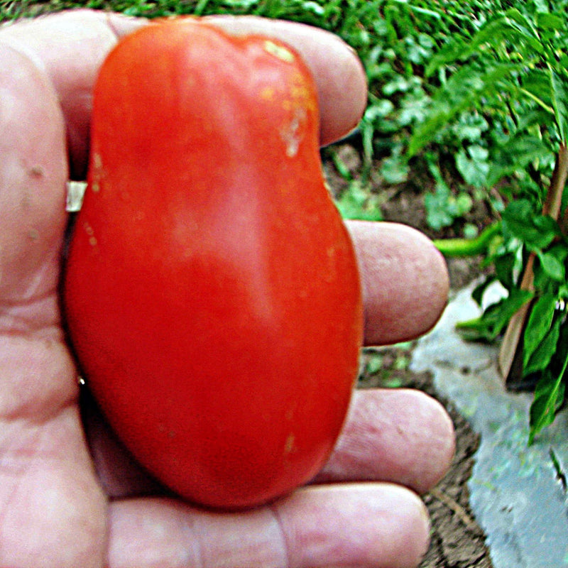 San Marzano Tomato Seeds - Heirloom Paste Variety | Thick Flesh, Sweet Flavor