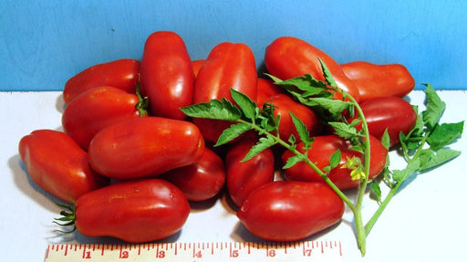 San Marzano Tomato Seeds - Heirloom Paste Variety | Thick Flesh, Sweet Flavor