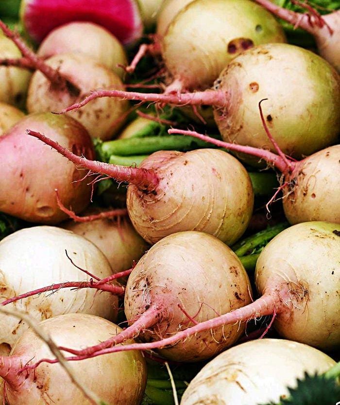 Watermelon Red Meat Radish - Heirloom Non-GMO Vegetable Garden Seeds, Crisp Sweet Roots