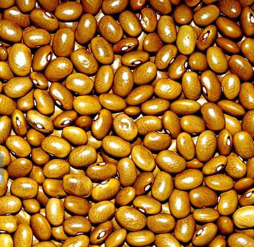 Yellow Indian Woman Beans - Heirloom Dry Bush Bean Seeds | Easy Grow Soup Beans