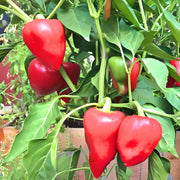 Pimento Sweet Pepper Heirloom Seeds – Heart Shaped, Open Pollinated, Non GMO