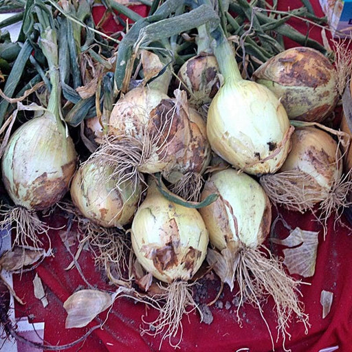 Walla Walla Onion Seeds – Heirloom Sweet Large White, Cold Hardy, Non GMO