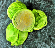 Brunswick Cabbage Seeds - Heirloom Cold Hardy Late Season Vegetable Garden Variety