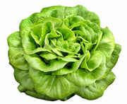 Butterhead Lettuce Seeds – Heirloom, Open Pollinated, Early Variety for Cool Season Crop