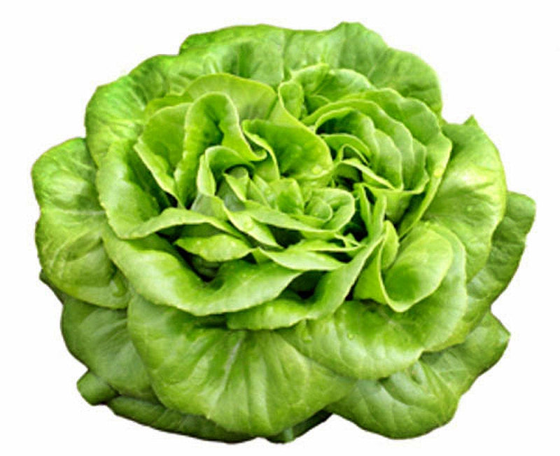 Butterhead Lettuce Seeds – Heirloom, Open Pollinated, Early Variety for Cool Season Crop