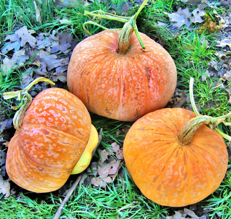 Lower Salmon River Squash – Heirloom Winter Squash Seeds | Drought Tolerant, Early Maturing