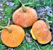 Lower Salmon River Squash – Heirloom Winter Squash Seeds | Drought Tolerant, Early Maturing