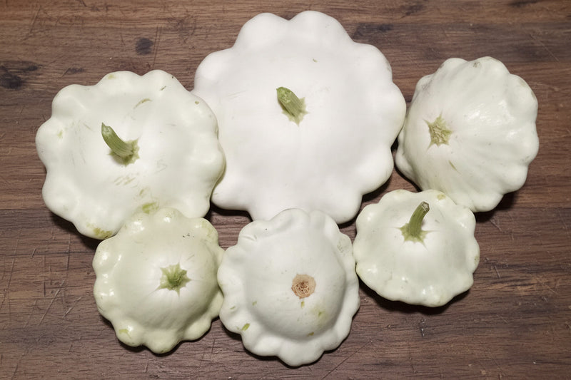 Early White Bush Scallop - Heirloom Summer Squash Seeds | Non GMO, Easy to Grow