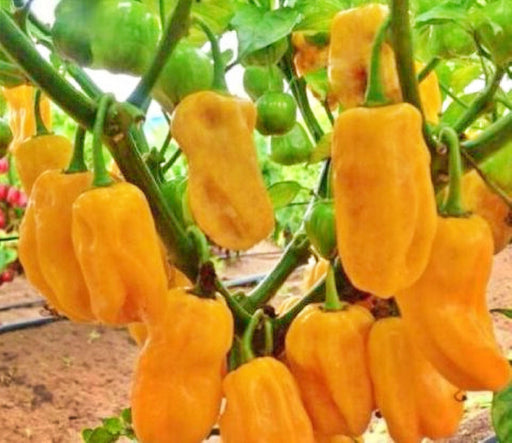 Sweet Yellow Habanero Heatless Pepper Seeds – Fruity, Heirloom, Non-GMO Garden Variety