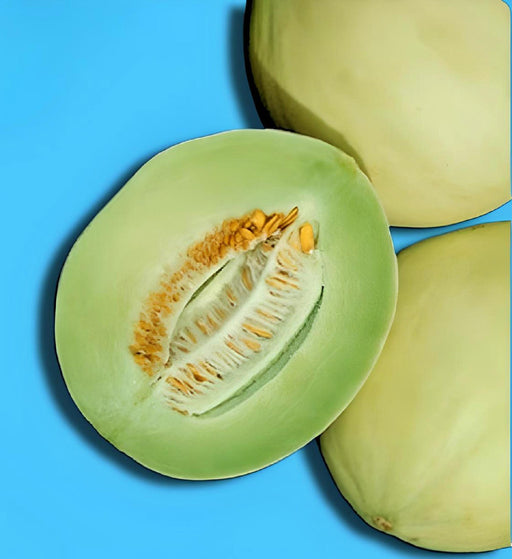 Green Flesh Honeydew Melon Seeds – Heirloom, Non GMO, Sweet Garden Variety