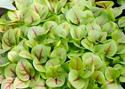 Bloody Dock Seeds – Red Sorrel Herb | Heirloom Garden Seeds, Deer Resistant Plants