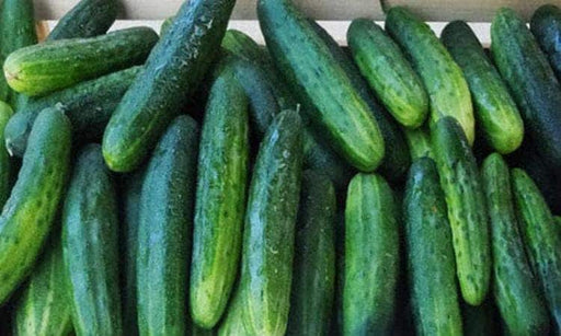 Marketmore 76 Cucumber – Slicing Heirloom Seeds for Home Garden | Box Garden Seeds