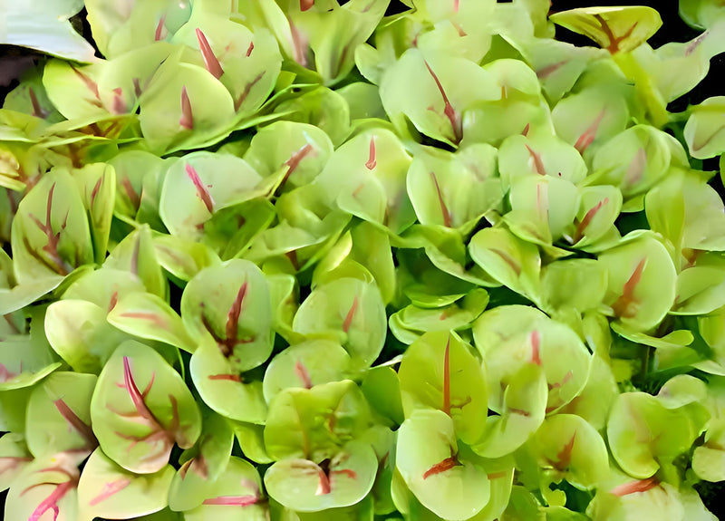 Bloody Dock Seeds – Red Sorrel Herb | Heirloom Garden Seeds, Deer Resistant Plants