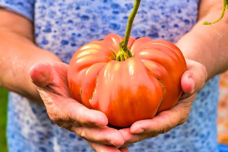 Ponderosa Red Tomato