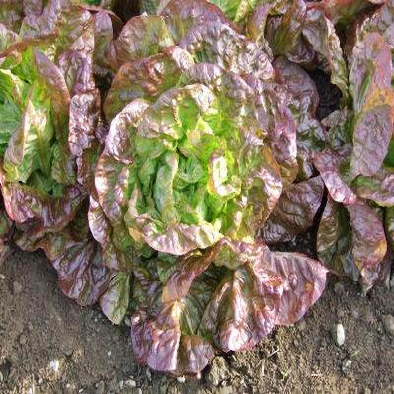 Heirloom Lettuce Seeds – Marvel Of Four Seasons Butterhead, Red-Tipped Leaf