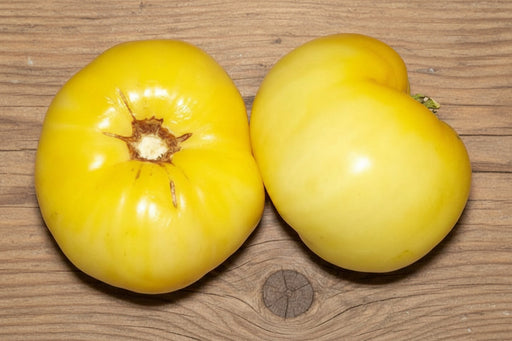 Great White Tomato