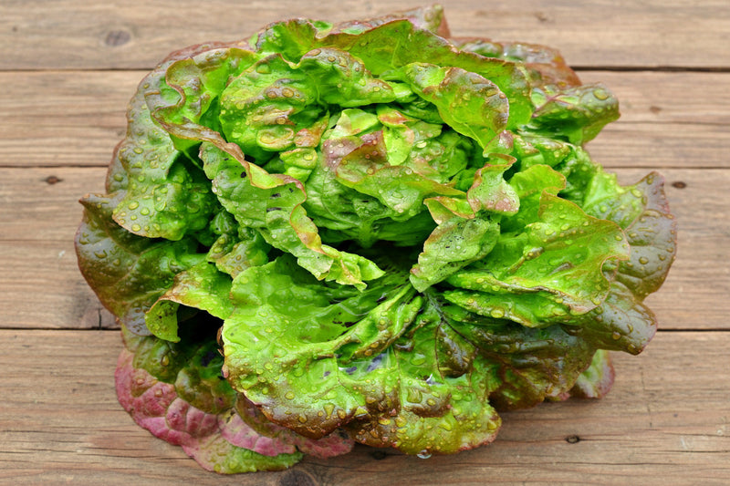 Heirloom Lettuce Seeds – Marvel Of Four Seasons Butterhead, Red-Tipped Leaf