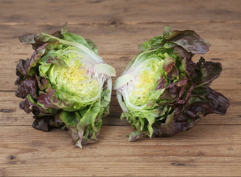Heirloom Lettuce Seeds – Marvel Of Four Seasons Butterhead, Red-Tipped Leaf