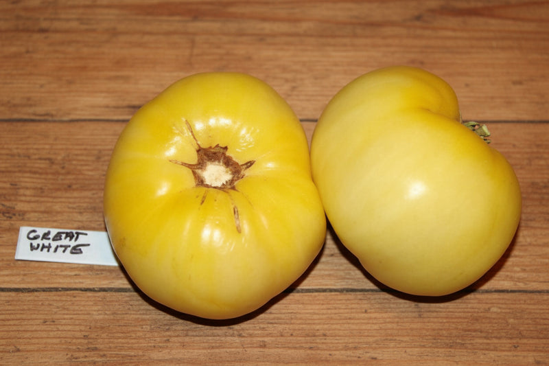 Great White Tomato