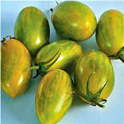 Green Tiger Tomato