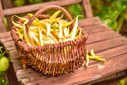 Cherokee Yellow Wax Beans - Heirloom Bush Bean Seeds | Disease Resistant, High Yield
