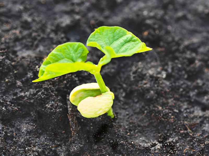 Cherokee Yellow Wax Beans - Heirloom Bush Bean Seeds | Disease Resistant, High Yield