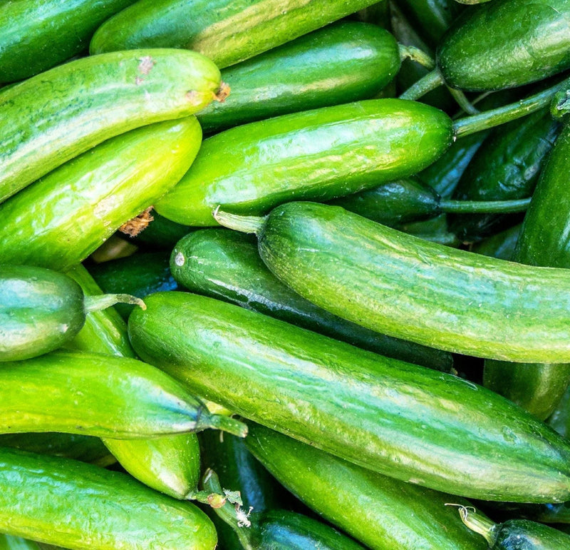 Marketer Cucumber Seeds - Heirloom, Non GMO, Pickling & Slicing Garden Seeds
