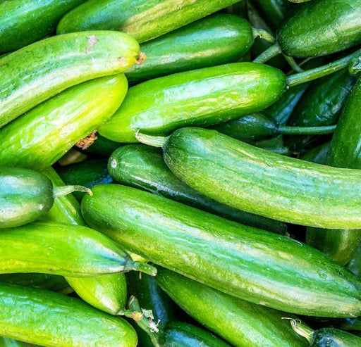 Marketer Cucumber Seeds - Heirloom, Non GMO, Pickling & Slicing Garden Seeds