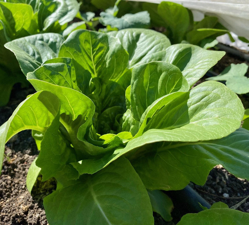 Romaine Lettuce Seeds - Dark Green Cos Heirloom Leaf Lettuce for Patio Garden