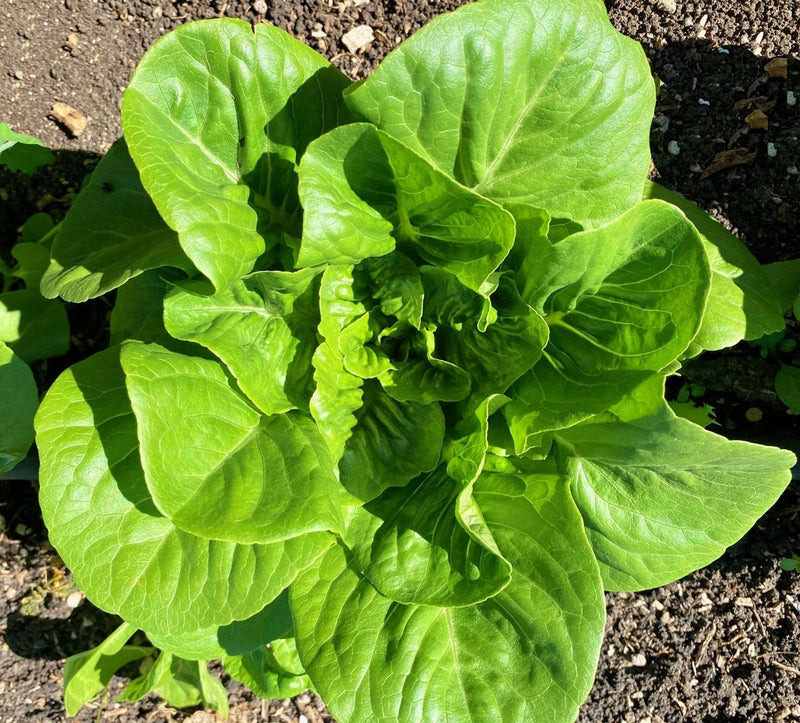 Romaine Lettuce Seeds - Dark Green Cos Heirloom Leaf Lettuce for Patio Garden