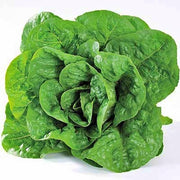 Romaine Lettuce Seeds - Dark Green Cos Heirloom Leaf Lettuce for Patio Garden